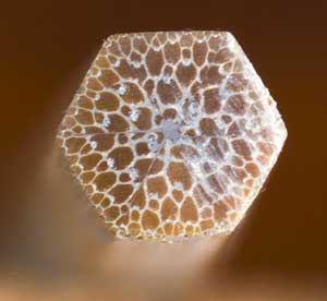 Close up of a bamboo cross-section.