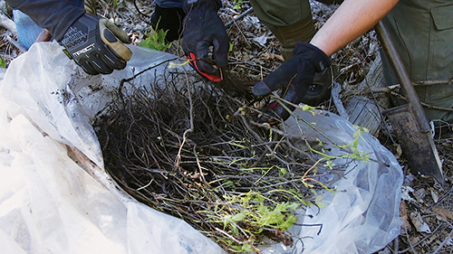 Bag of starter trees to be planted