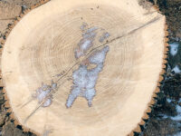 Cross section of log harvested by Storm Trees Lumber